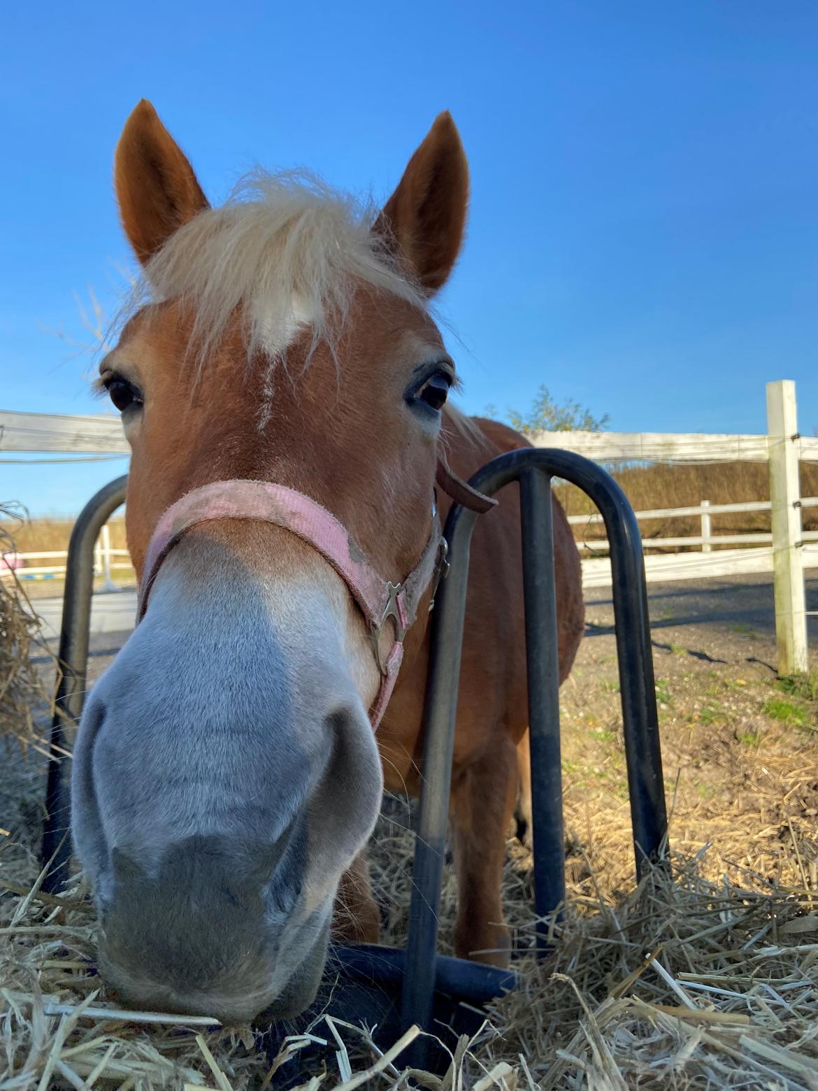 Haflinger Sissi/molly billede 6