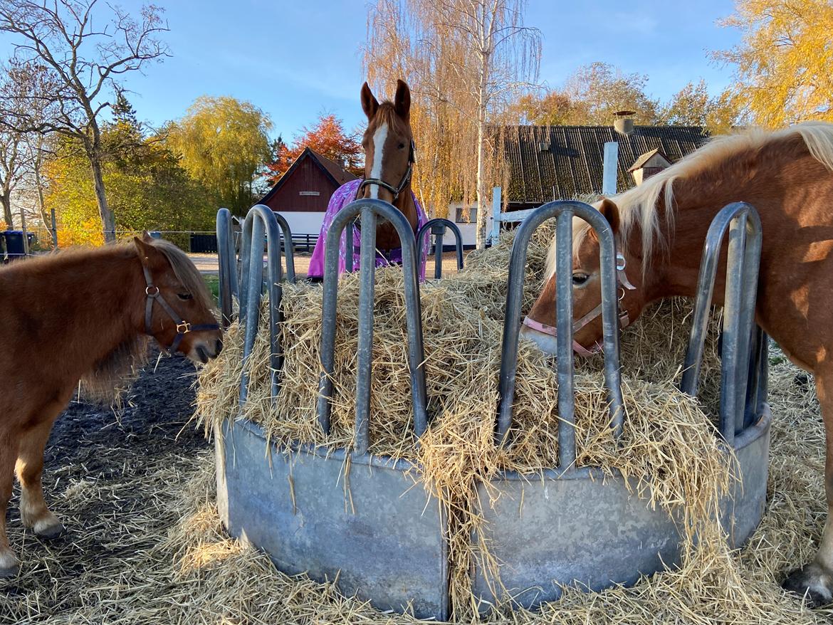 Haflinger Sissi/molly billede 7