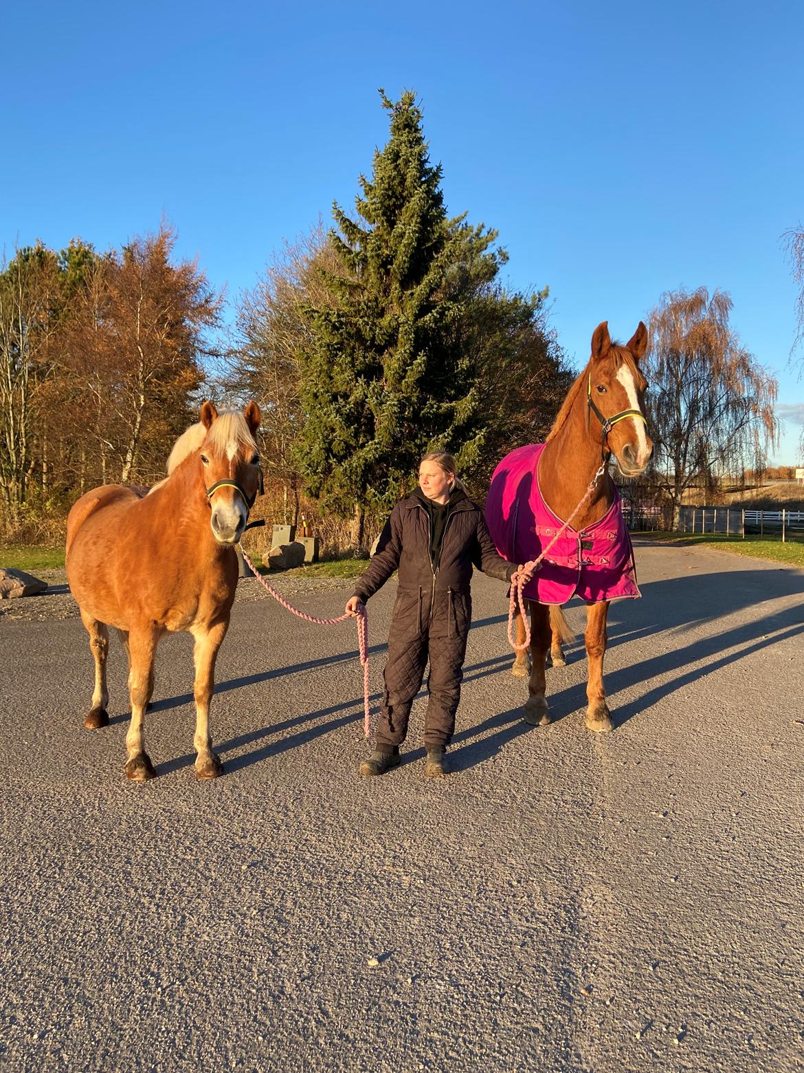 Haflinger Sisi/molly billede 8