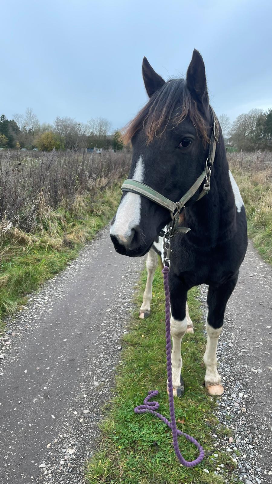 Pinto Hindbærgårdens Ashmore (Divle) billede 49