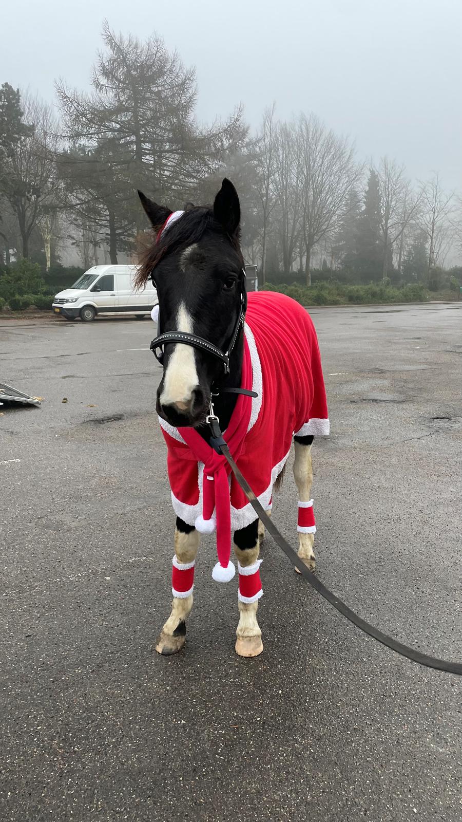 Pinto Hindbærgårdens Ashmore (Divle) billede 50