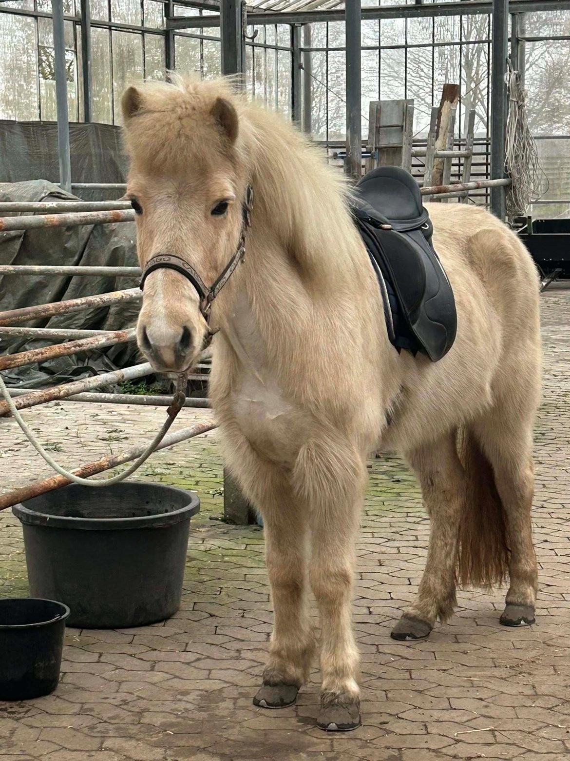 Islænder Dagur frá Halakoti - min lille puf <3 billede 9