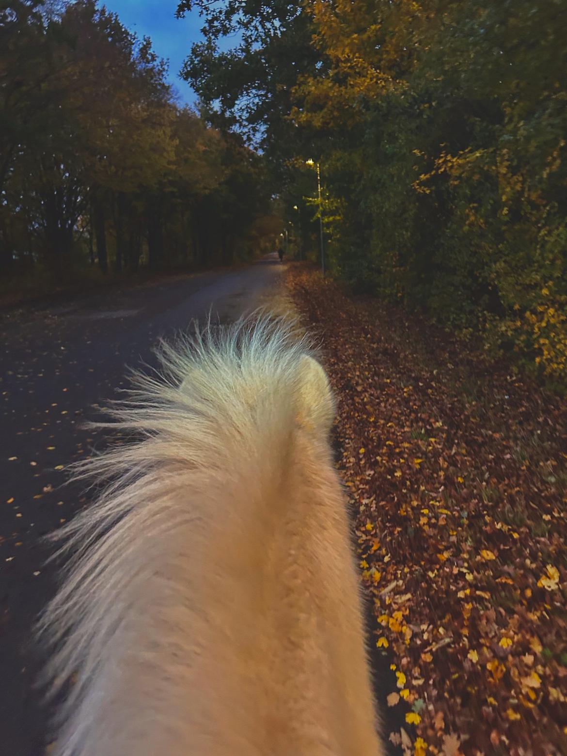 Islænder Dagur frá Halakoti - <3 billede 3