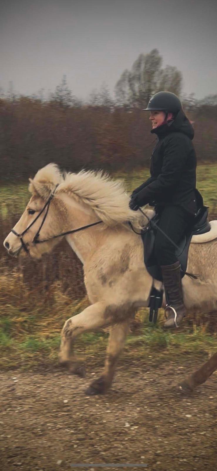 Islænder Dagur frá Halakoti - <3 billede 8