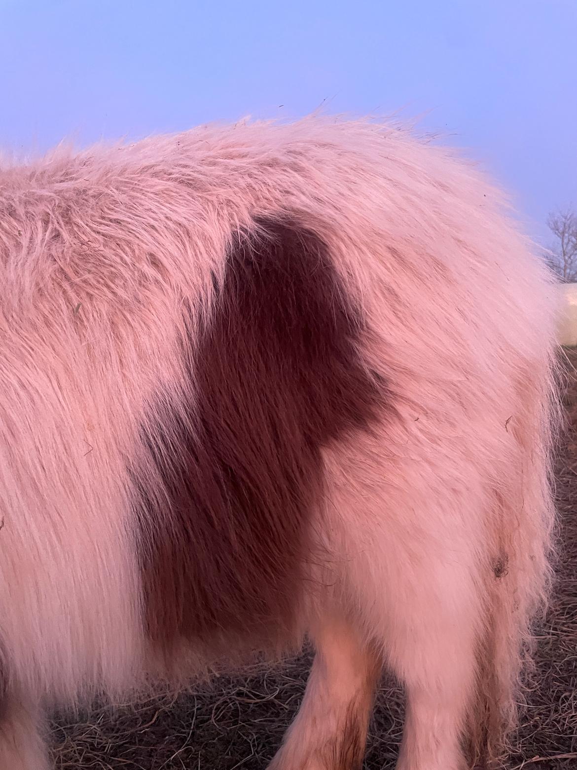 Anden særlig race Theodoras Teddy billede 13