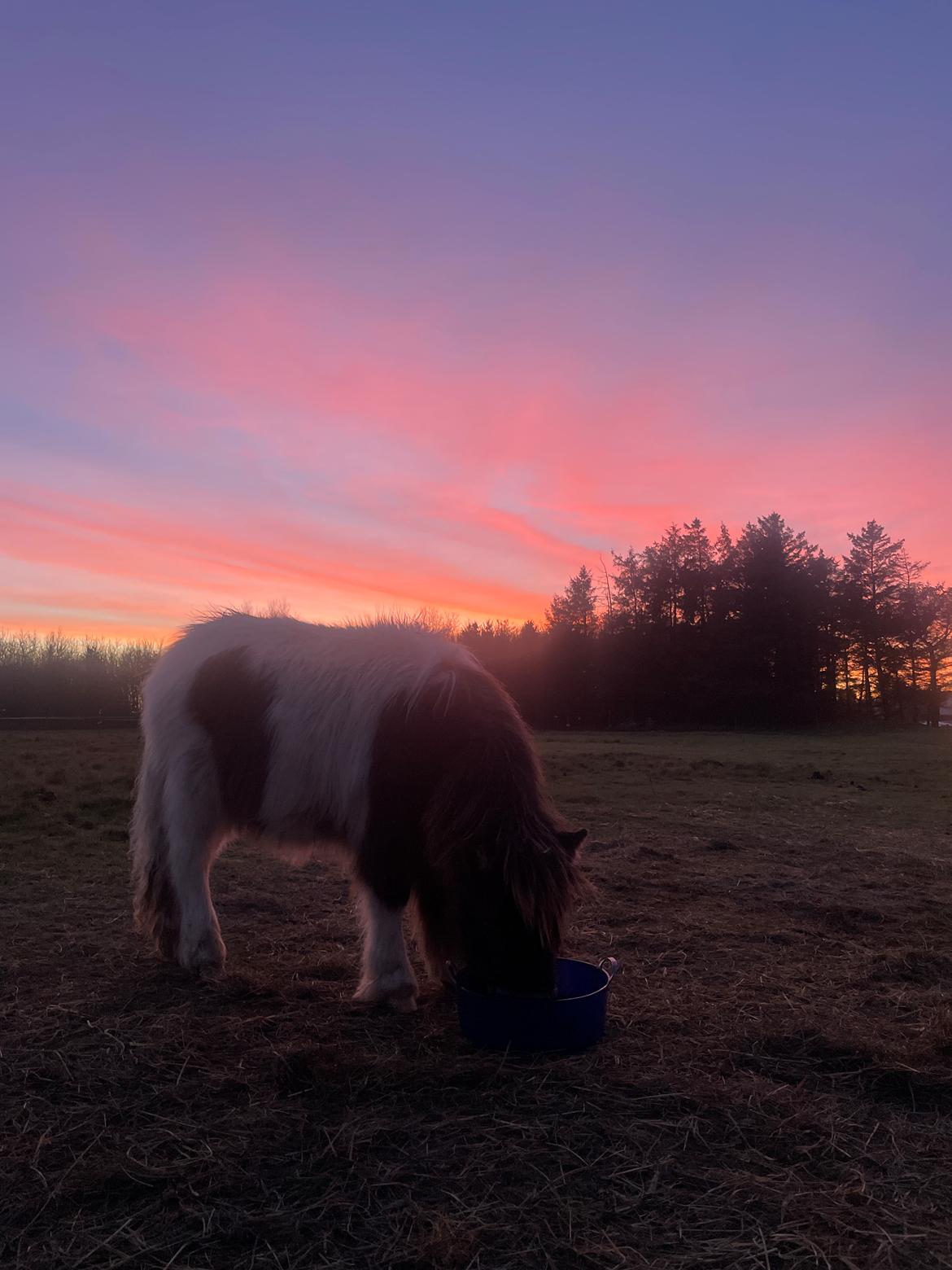 Anden særlig race Theodoras Teddy billede 12