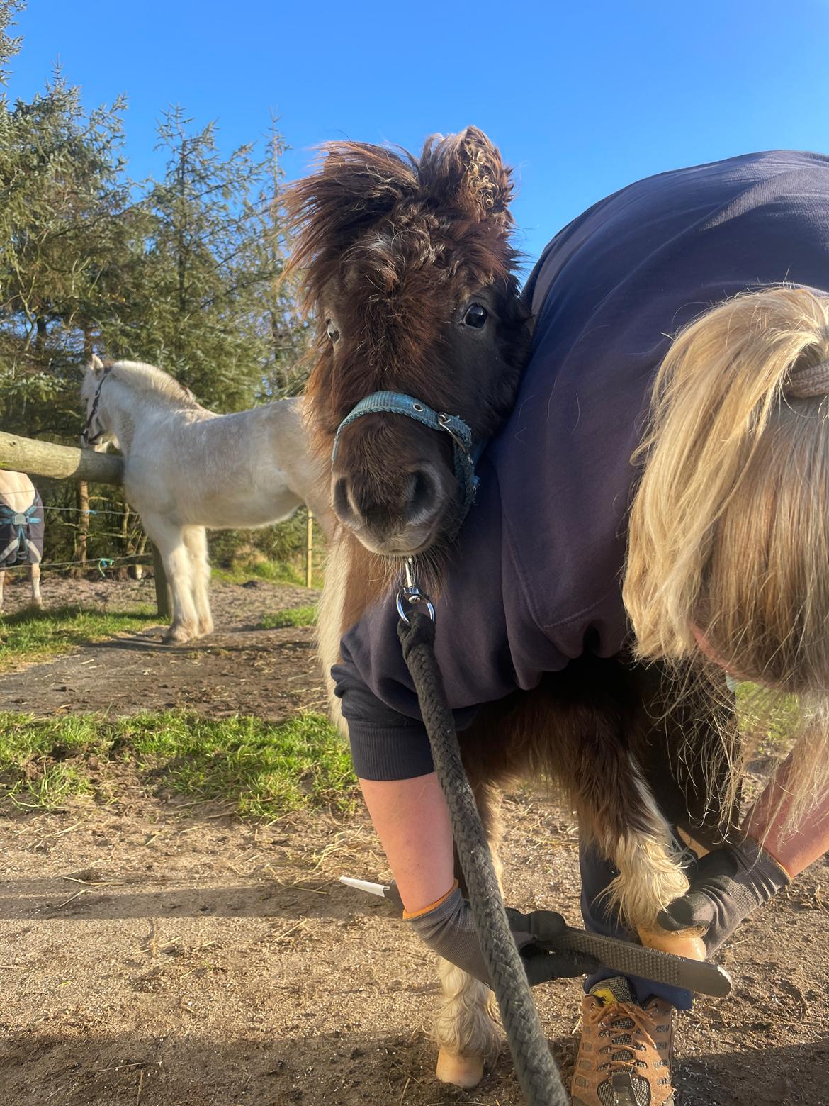 Anden særlig race Theodoras Teddy billede 14