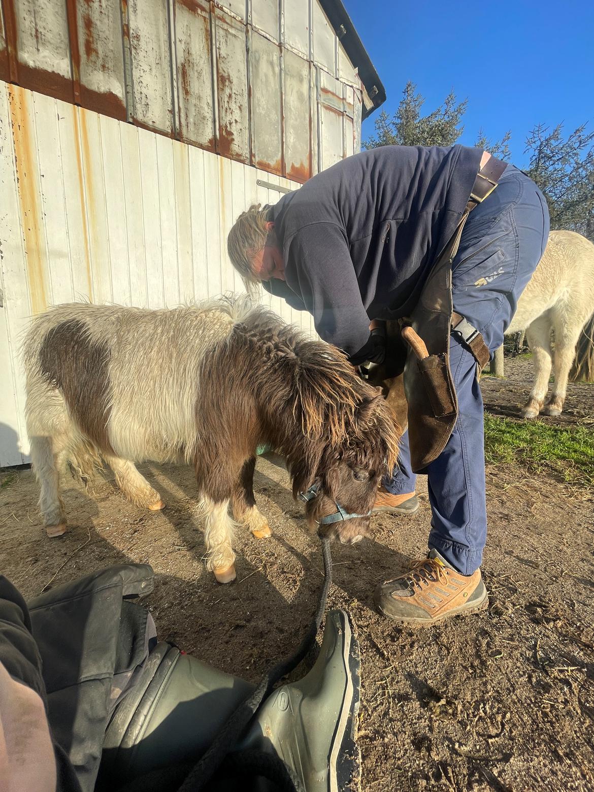 Anden særlig race Theodoras Teddy billede 15