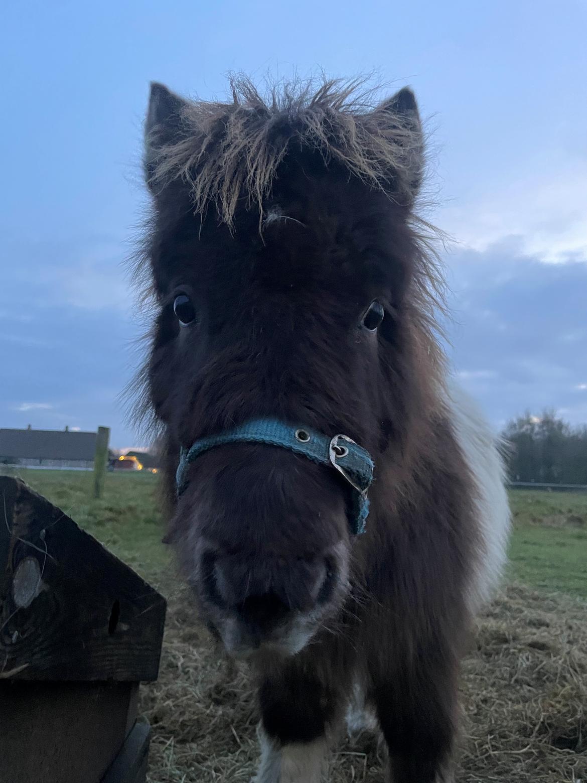 Anden særlig race Theodoras Teddy billede 16