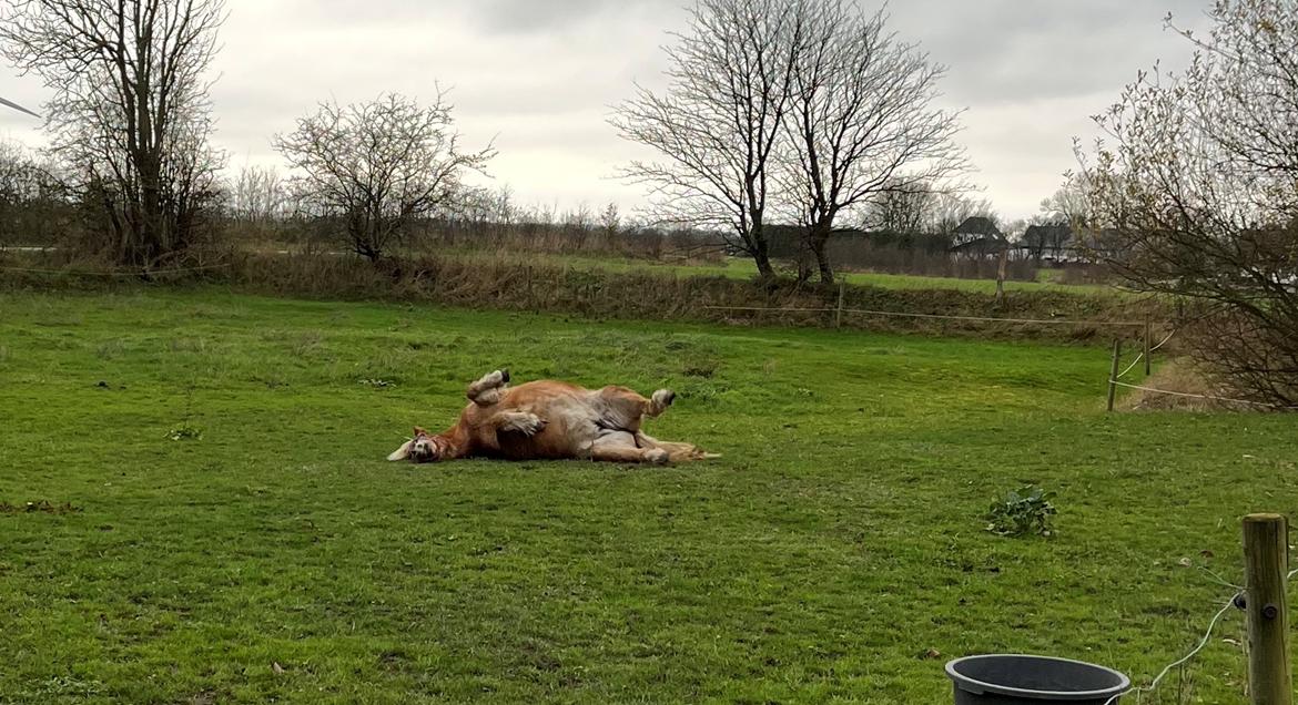 Anden særlig race Svale billede 5