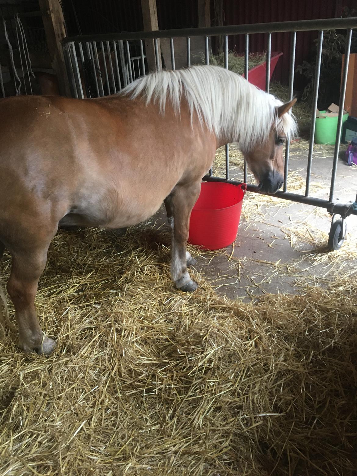 Anden særlig race Svale billede 2