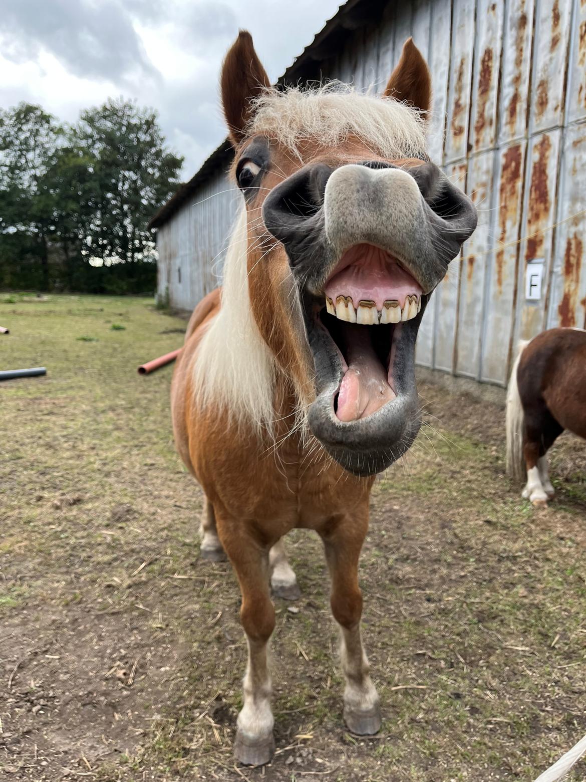 Anden særlig race Svale billede 3