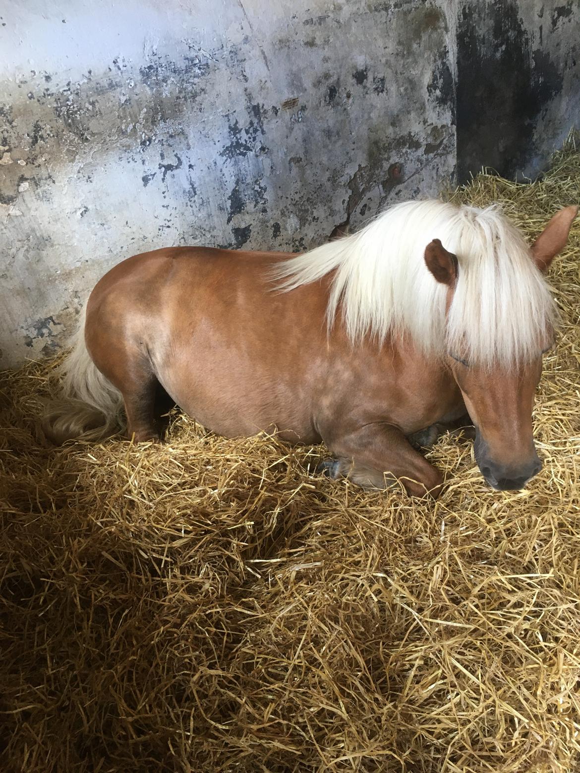 Anden særlig race Svale billede 4
