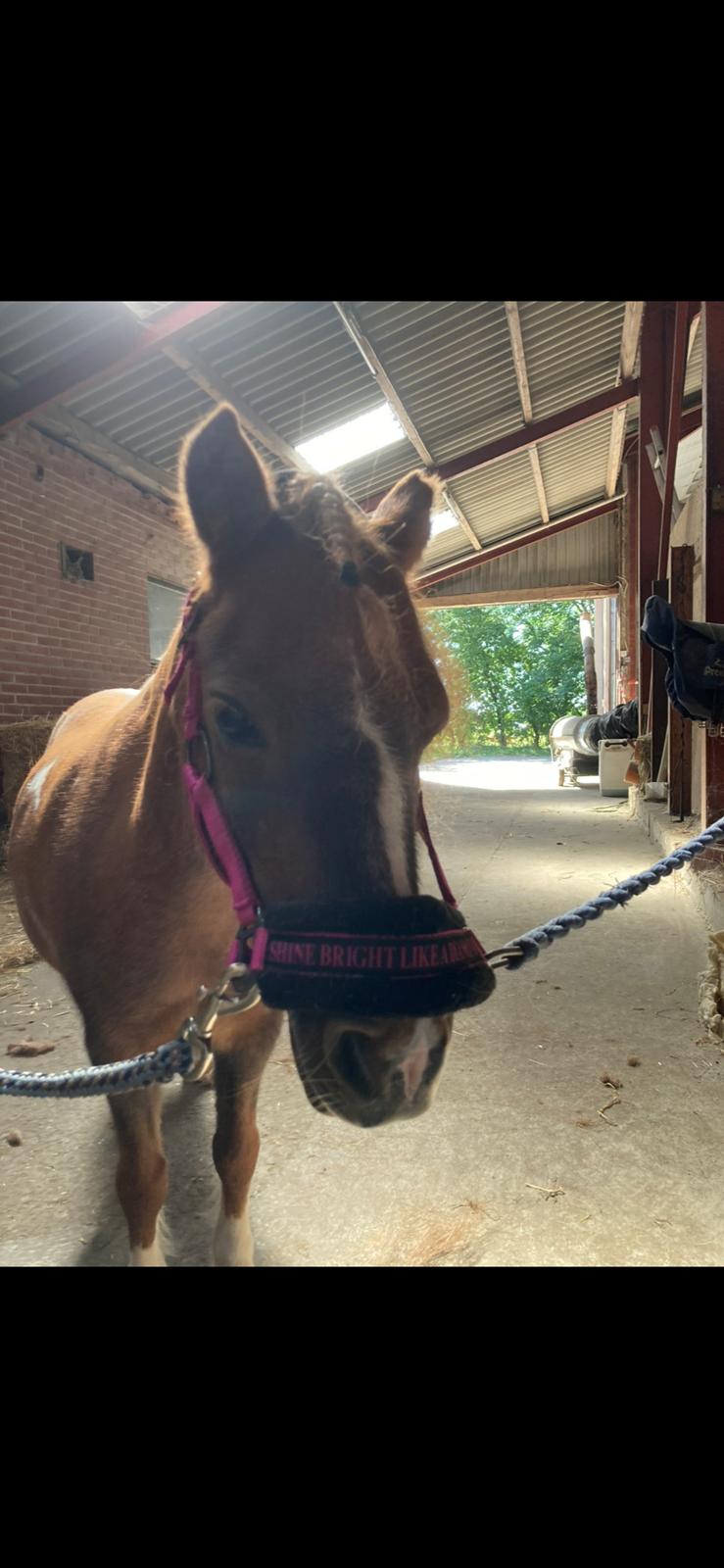 Anden særlig race Fenja billede 1