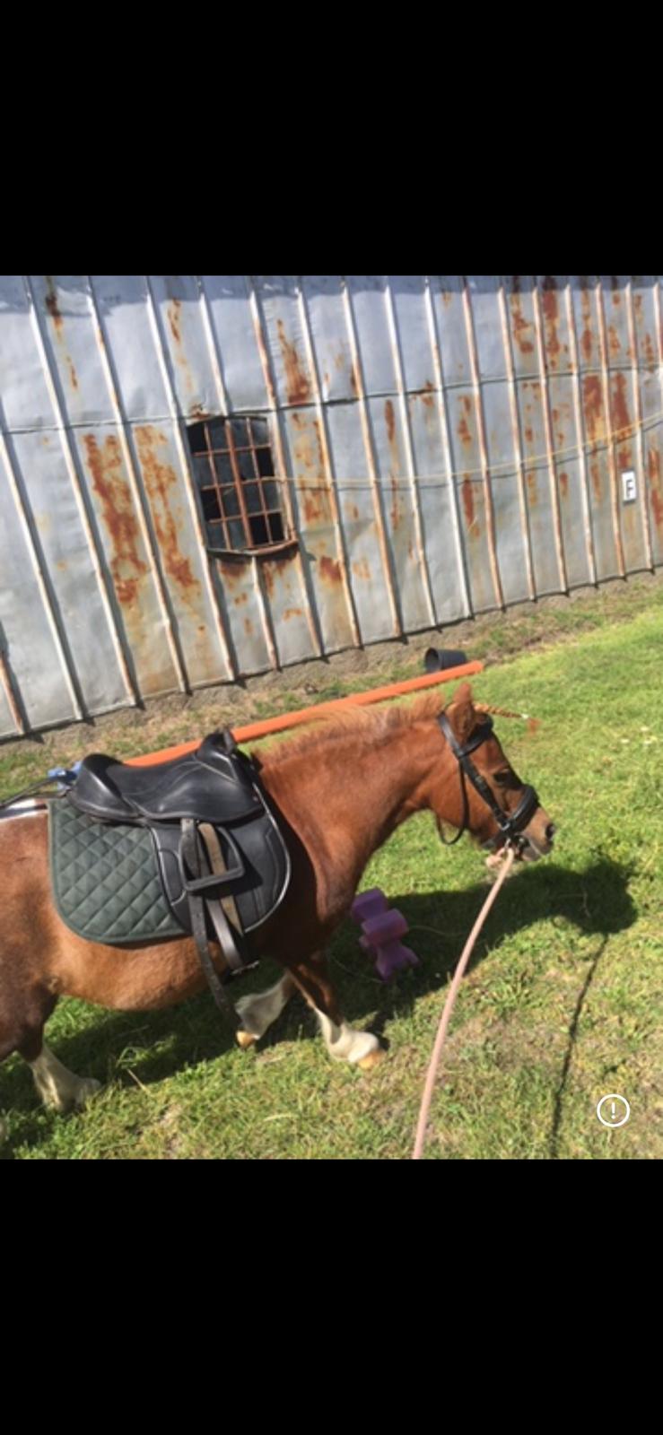 Anden særlig race Fenja billede 2