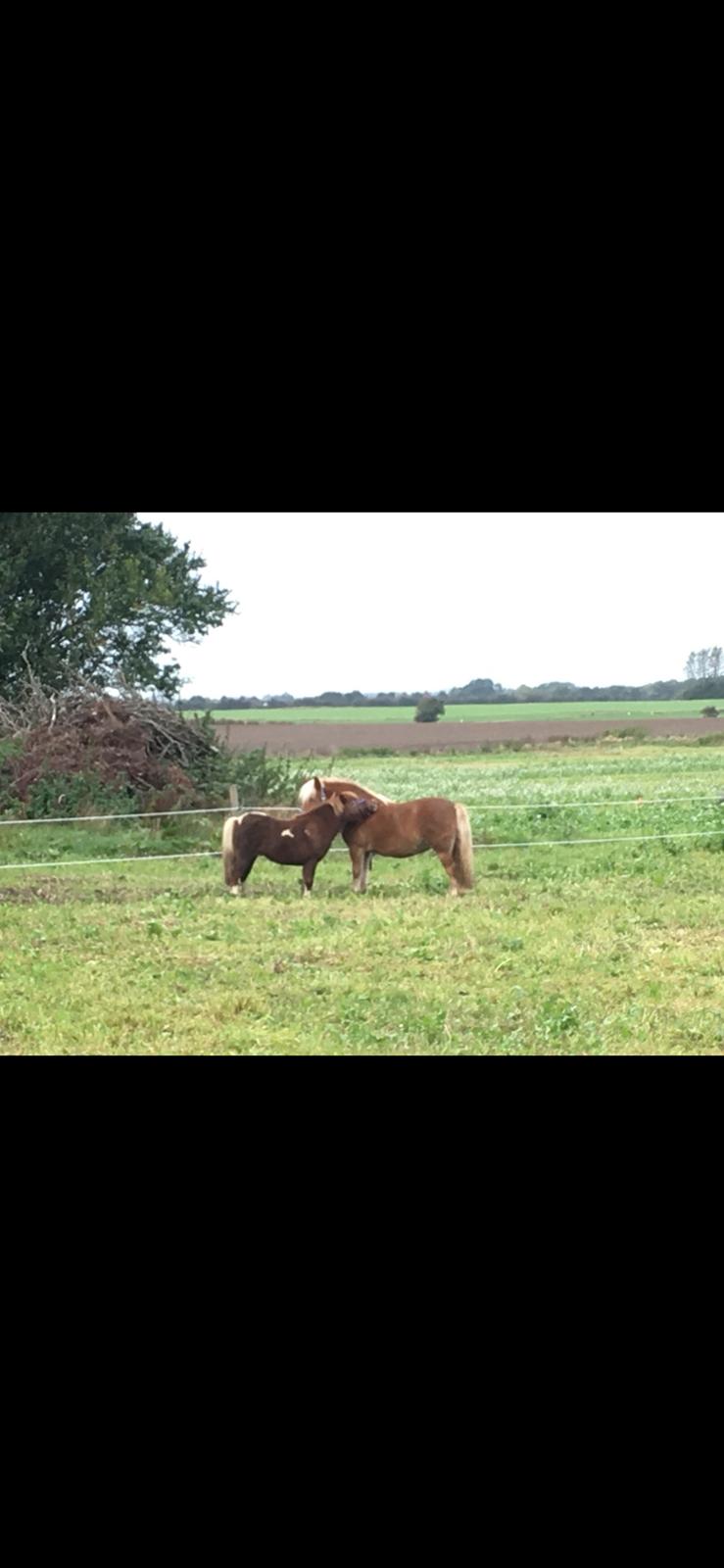 Anden særlig race Fenja billede 4