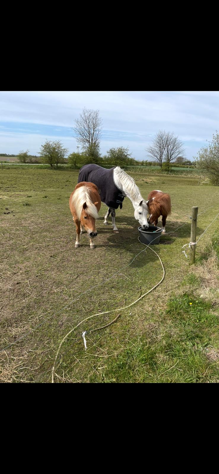 Anden særlig race Fenja billede 5