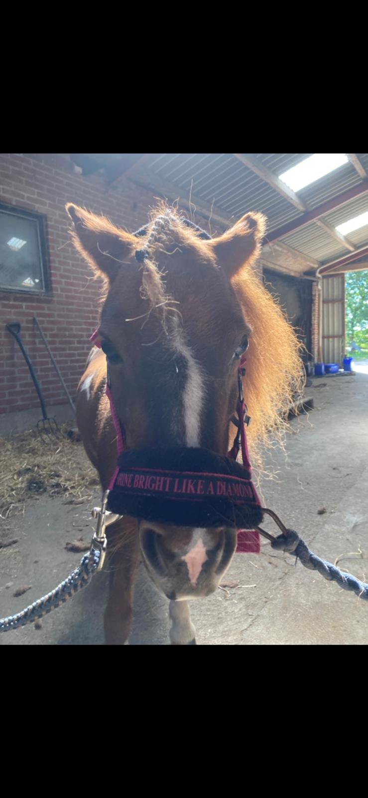 Anden særlig race Fenja billede 6