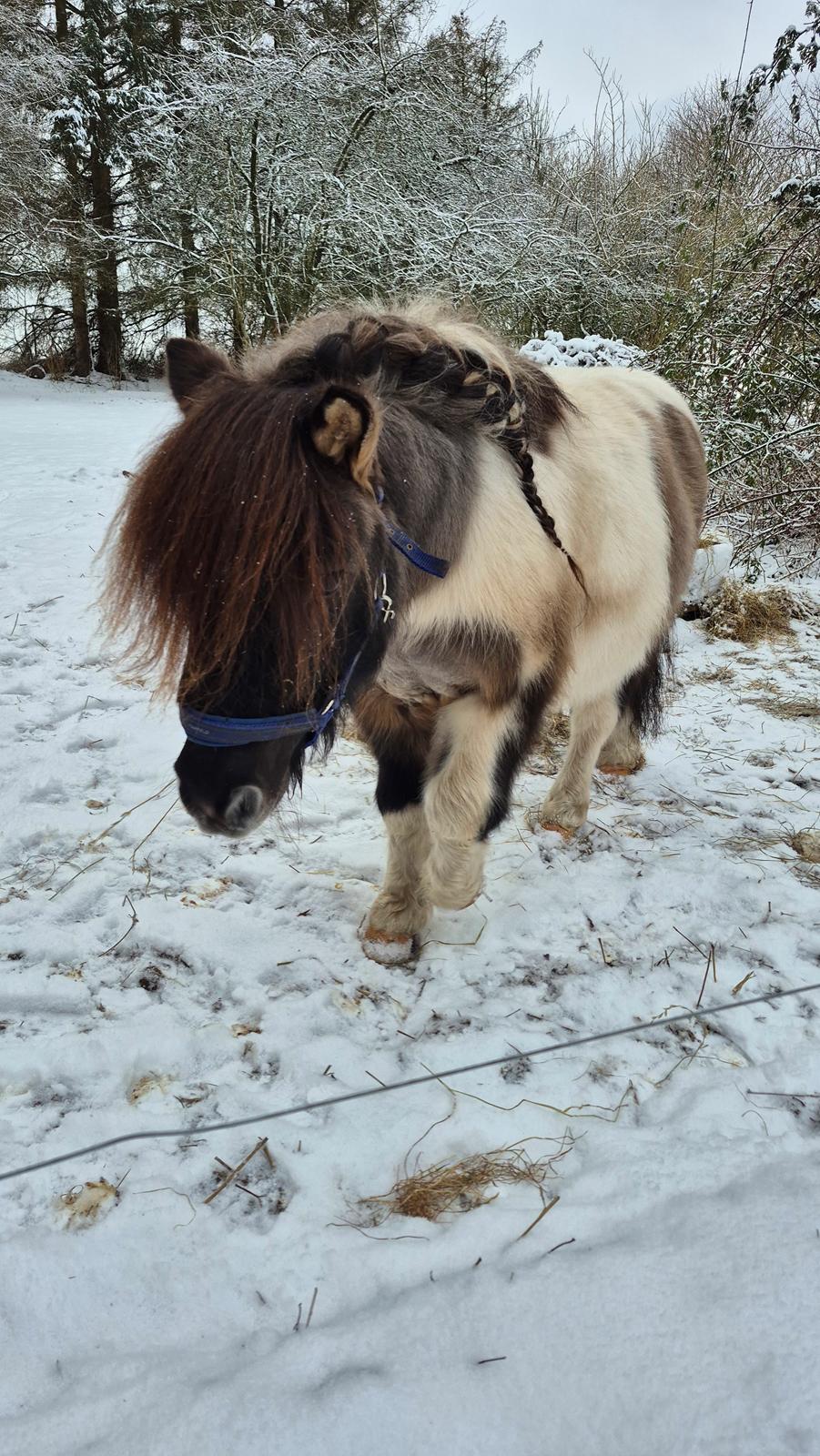 Shetlænder Pindstruphavens nando billede 19