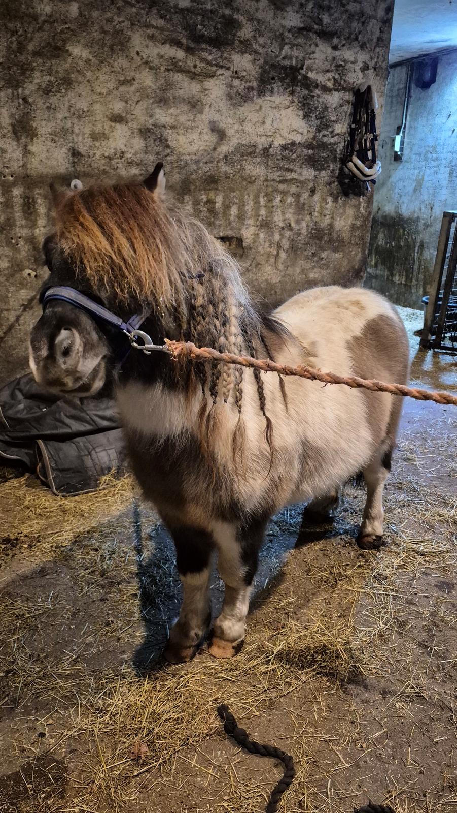 Shetlænder Pindstruphavens nando billede 20