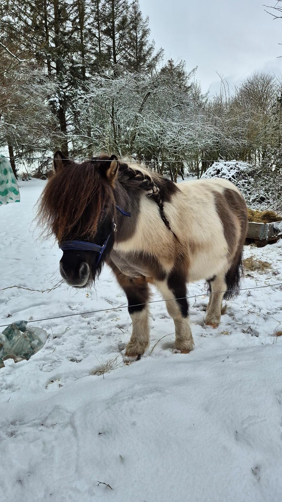 Shetlænder Pindstruphavens nando billede 21