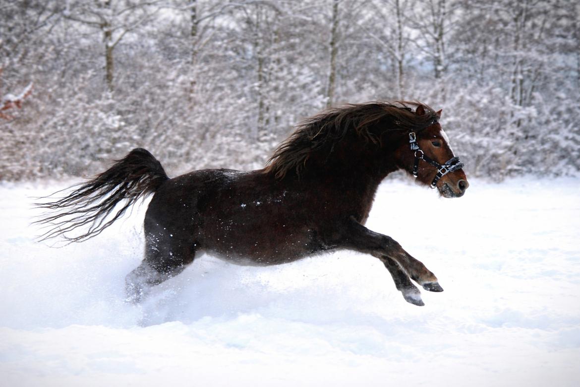 Welsh Mountain (sec A) Callunas Lucky Luke | Fighter | [Hjemvendt] billede 30