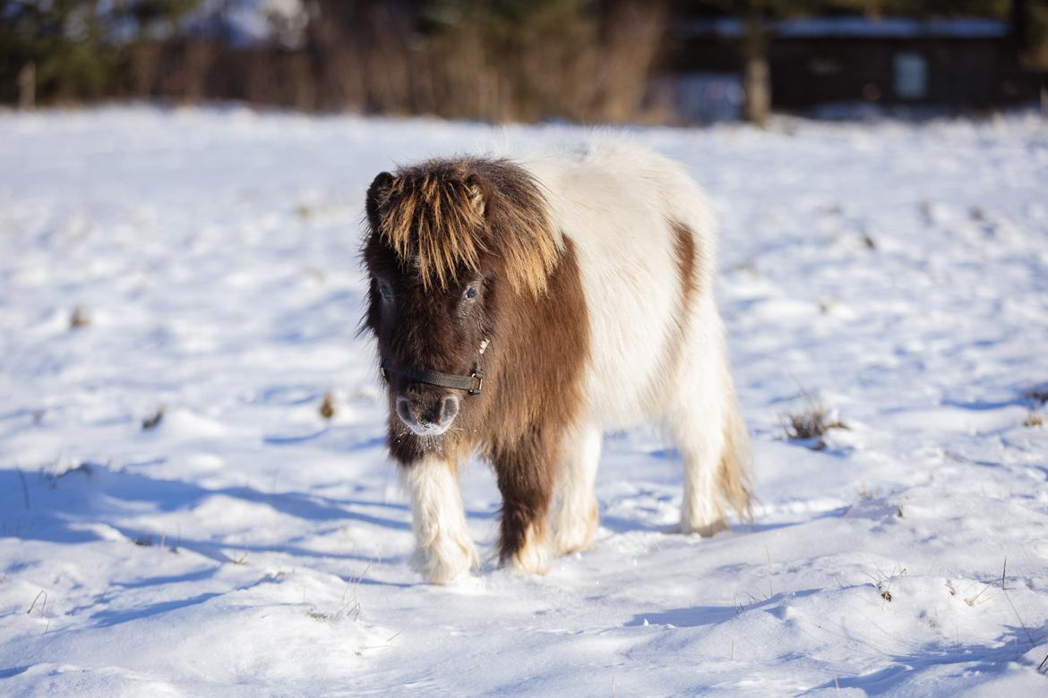 Anden særlig race Theodoras Teddy billede 18