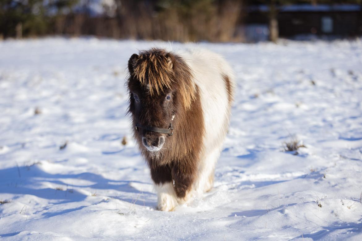 Anden særlig race Theodoras Teddy billede 17