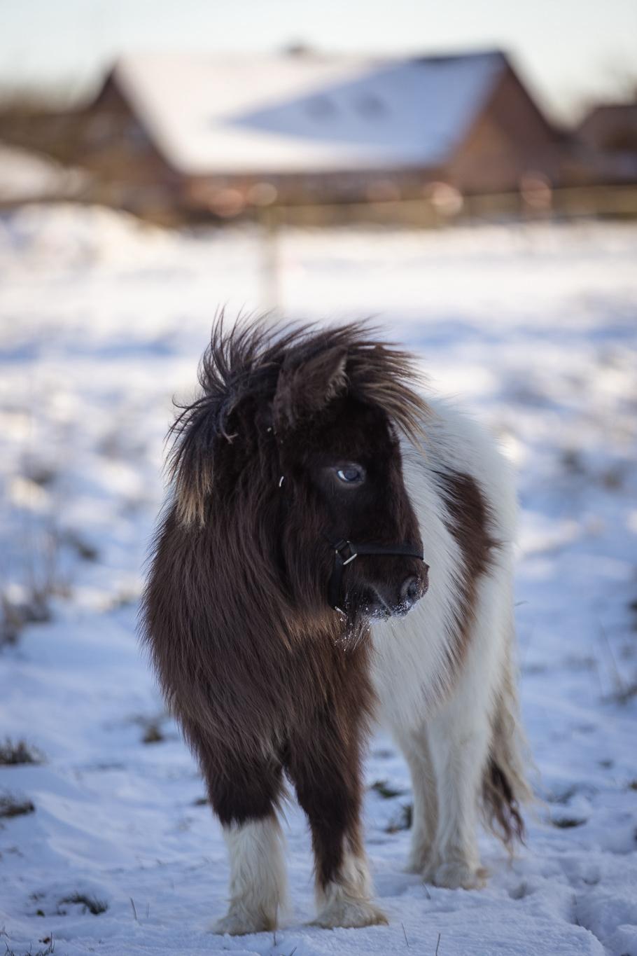 Anden særlig race Theodoras Teddy billede 20