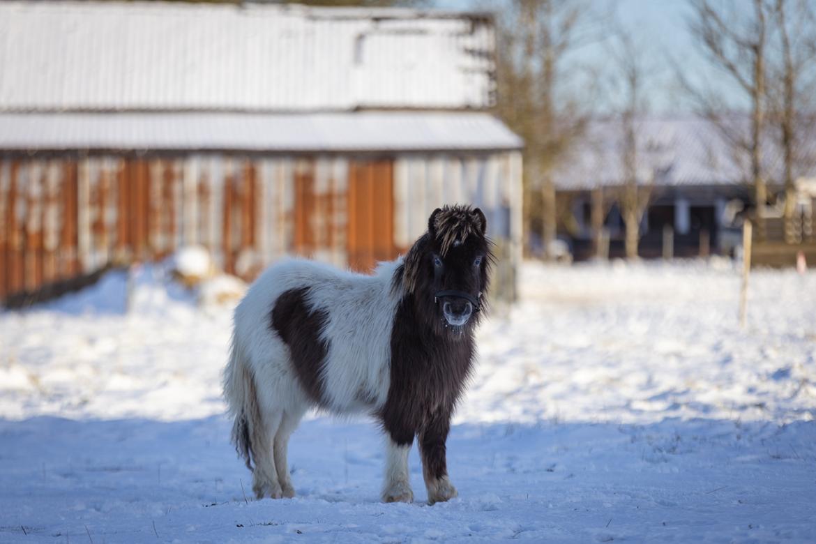 Anden særlig race Theodoras Teddy billede 22