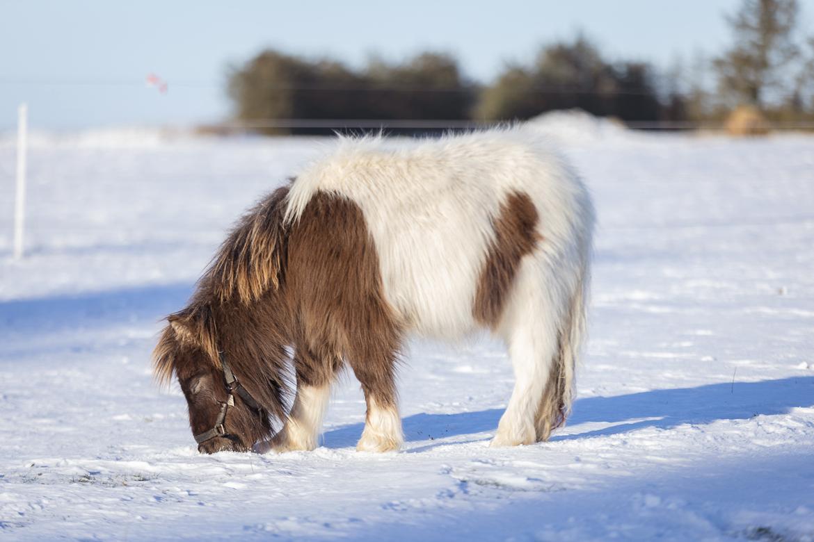 Anden særlig race Theodoras Teddy billede 23