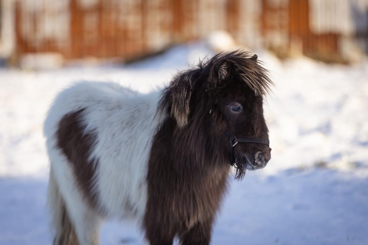 Anden særlig race Theodoras Teddy billede 24
