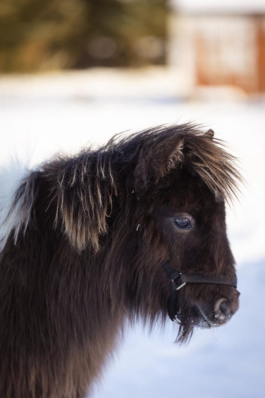Anden særlig race Theodoras Teddy billede 25