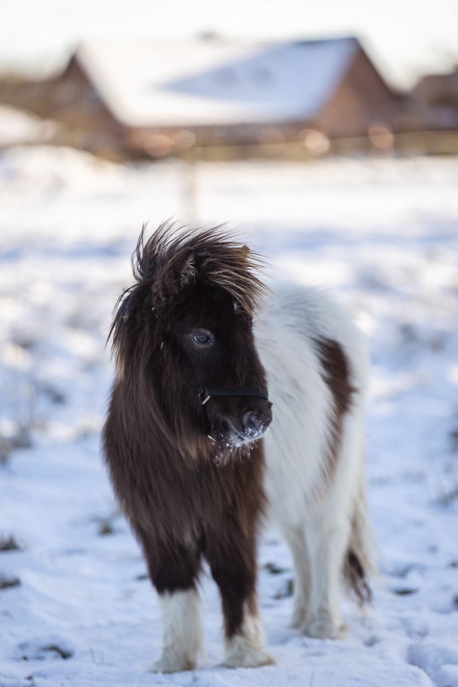 Anden særlig race Theodoras Teddy billede 26
