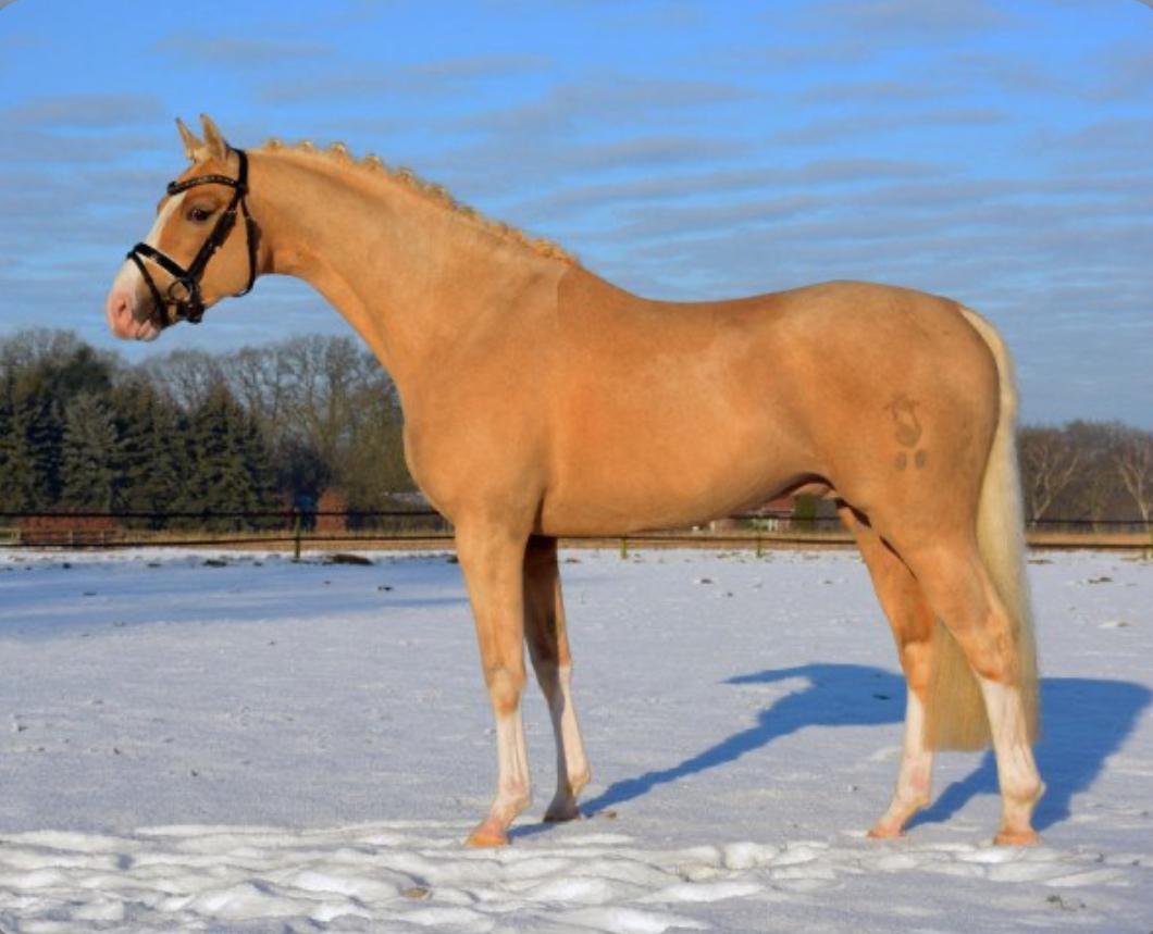 Tysk Sportspony Kastanienhof Manhattan billede 2