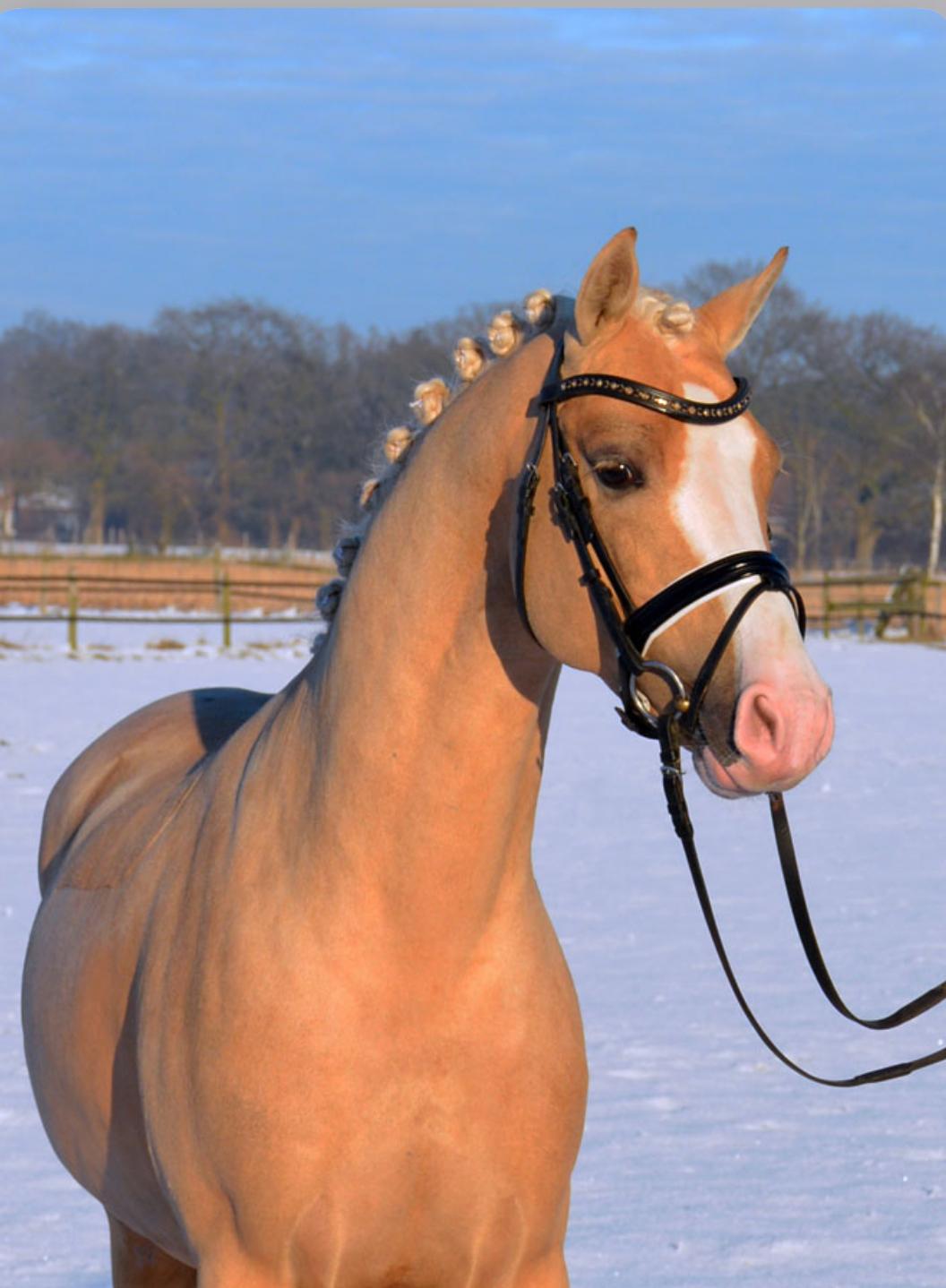 Tysk Sportspony Kastanienhof Manhattan billede 1