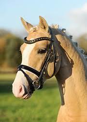 Tysk Sportspony Kastanienhof Manhattan billede 5