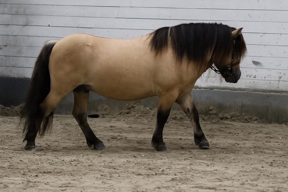 Shetlænder Winthers Logan SH 804 billede 11