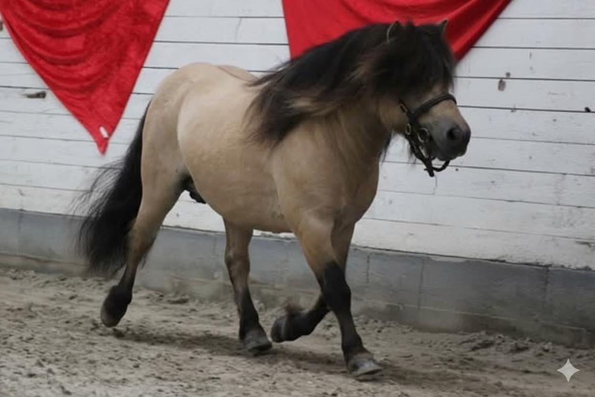 Shetlænder Winthers Logan SH 804 billede 12