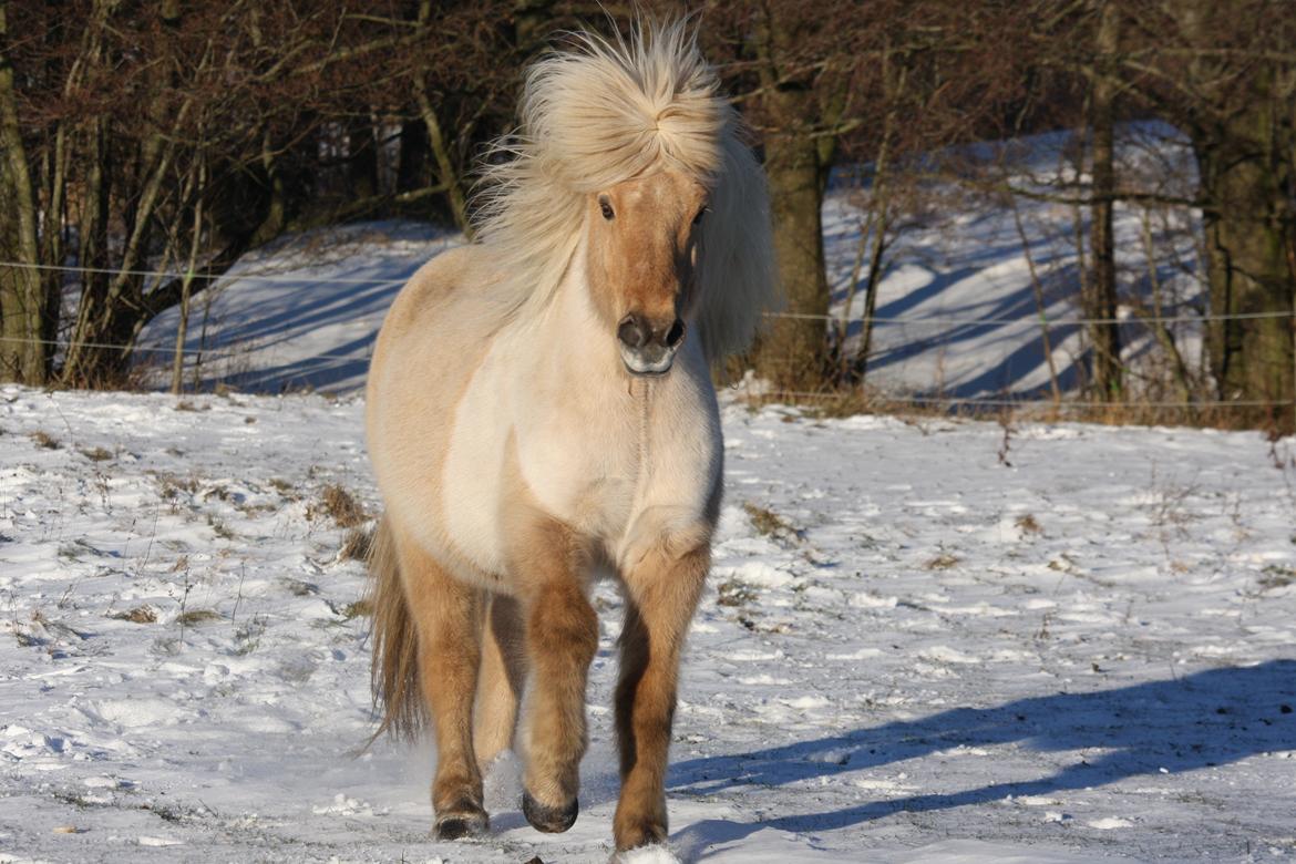 Islænder Taktur fra Sofienborg billede 1