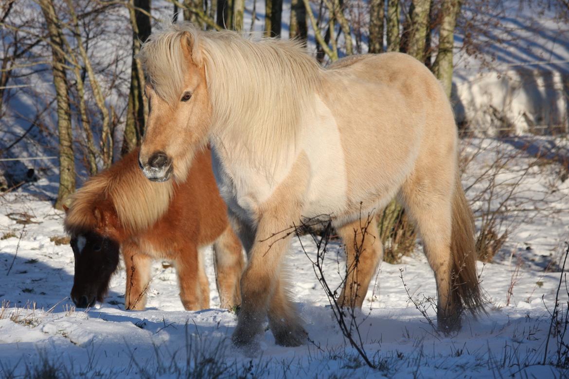 Islænder Taktur fra Sofienborg billede 20