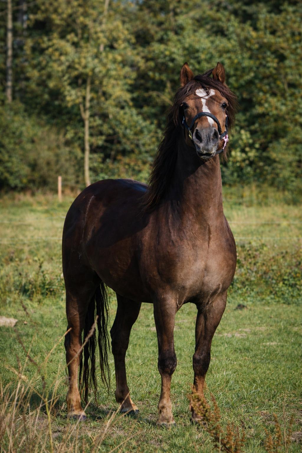 Welsh Mountain (sec A) Callunas Lucky Luke | Fighter | [Hjemvendt] billede 33