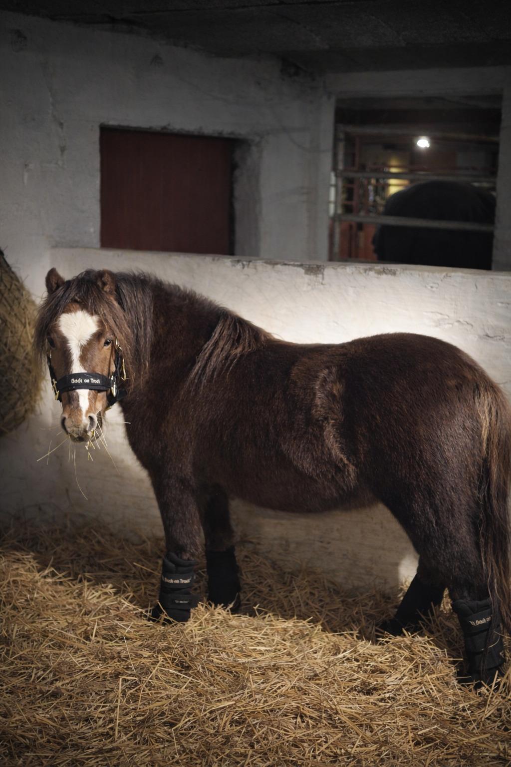 Welsh Mountain (sec A) Callunas Lucky Luke | Fighter | [Hjemvendt] billede 34