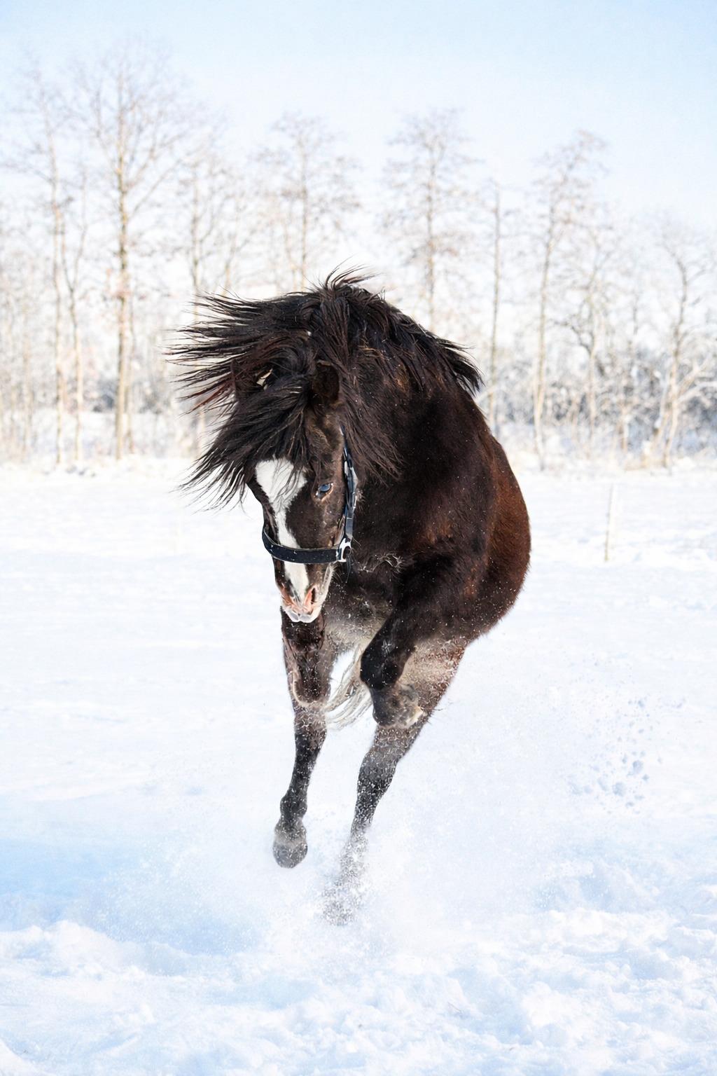 Welsh Mountain (sec A) Callunas Lucky Luke | Fighter | [Hjemvendt] billede 35