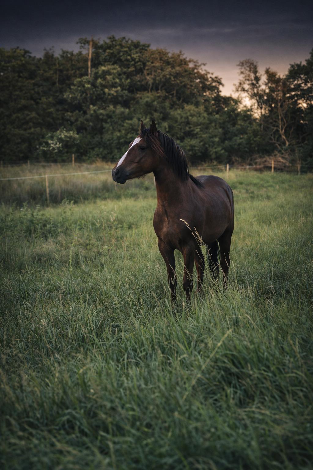 Welsh Mountain (sec A) Callunas Lucky Luke | Fighter | [Hjemvendt] billede 31