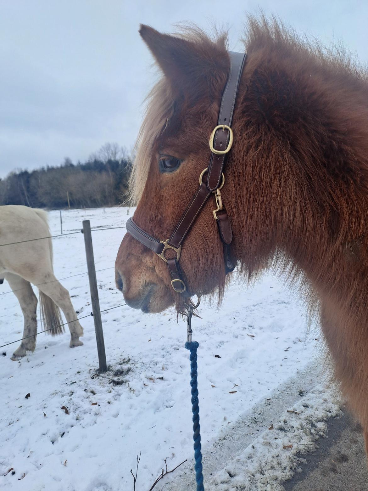 Islænder Syrpa fra Gyllingnæs - Søde Syrling med ny lædergrime 1. Februar 2026 billede 21
