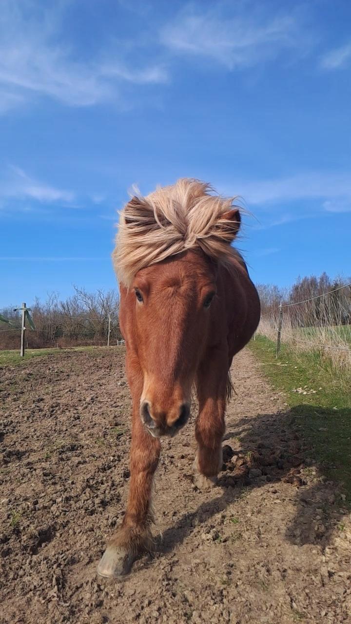 Islænder Syrpa fra Gyllingnæs billede 23