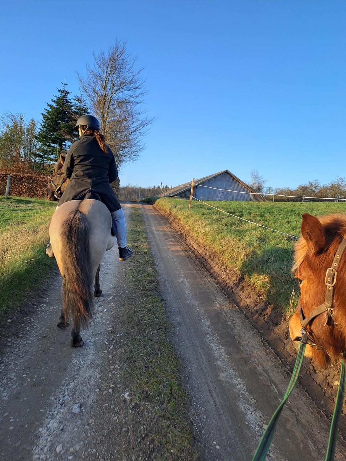 Islænder Syrpa fra Gyllingnæs billede 24