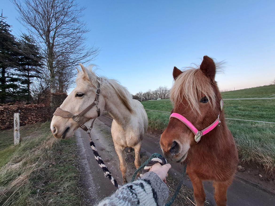 Islænder Syrpa fra Gyllingnæs billede 25