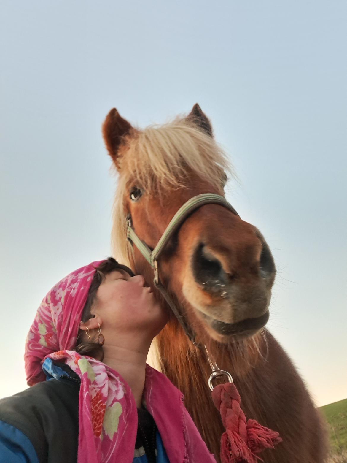 Islænder Syrpa fra Gyllingnæs billede 26